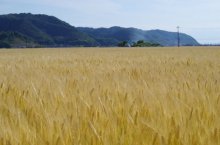 他の写真1: 麦味噌