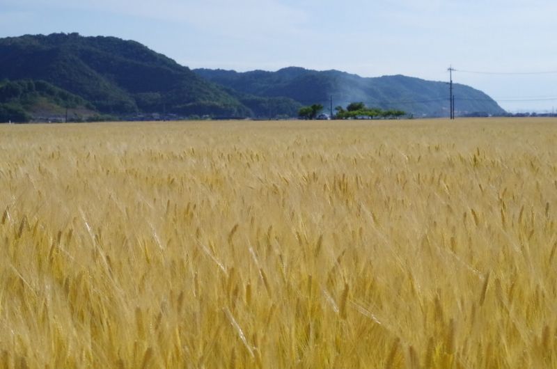画像: 麦味噌